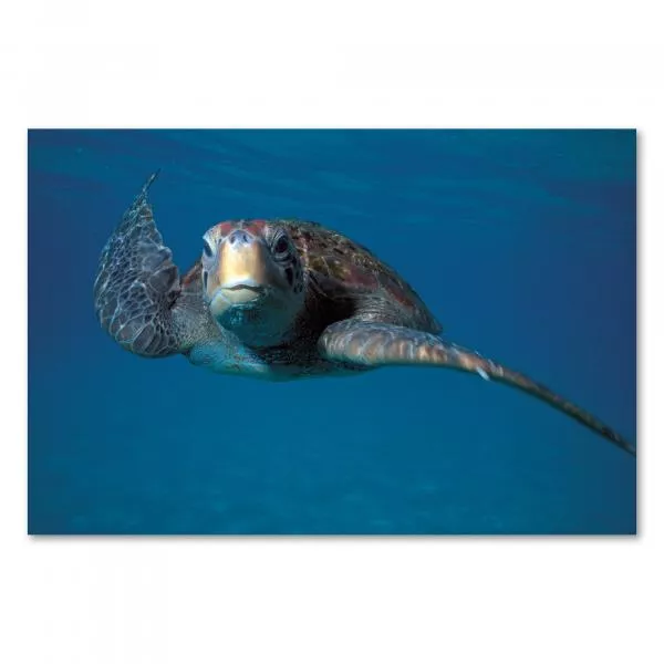 Eine Meeresschildkröte schwimmt elegant durch das kristallklare Wasser des Ozeans. Eine Meeresschildkröte schwimmt elegant durch das kristallklare Wasser des Ozeans.
